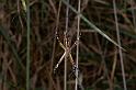 Argiope_syrmatica_D3515_Z_87_Karinji NP_Australie